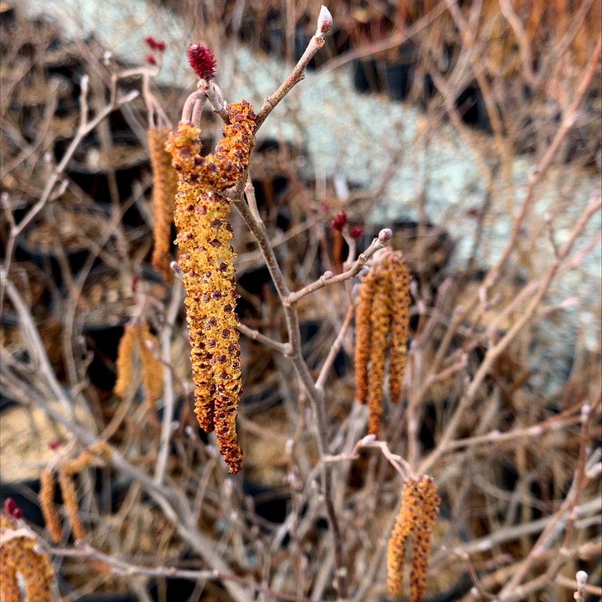 Ecotone, Inc tweet media