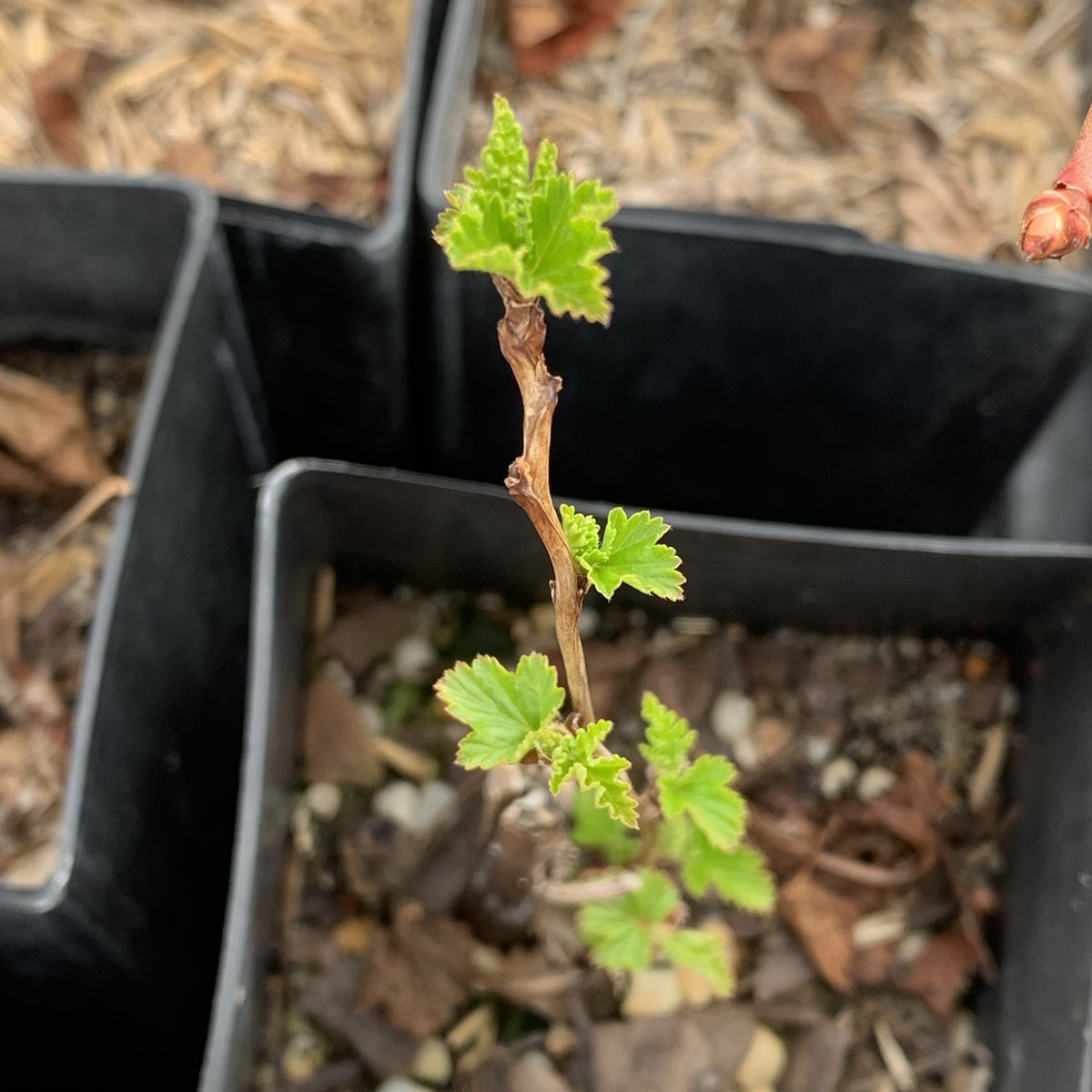 Ecotone, Inc tweet media