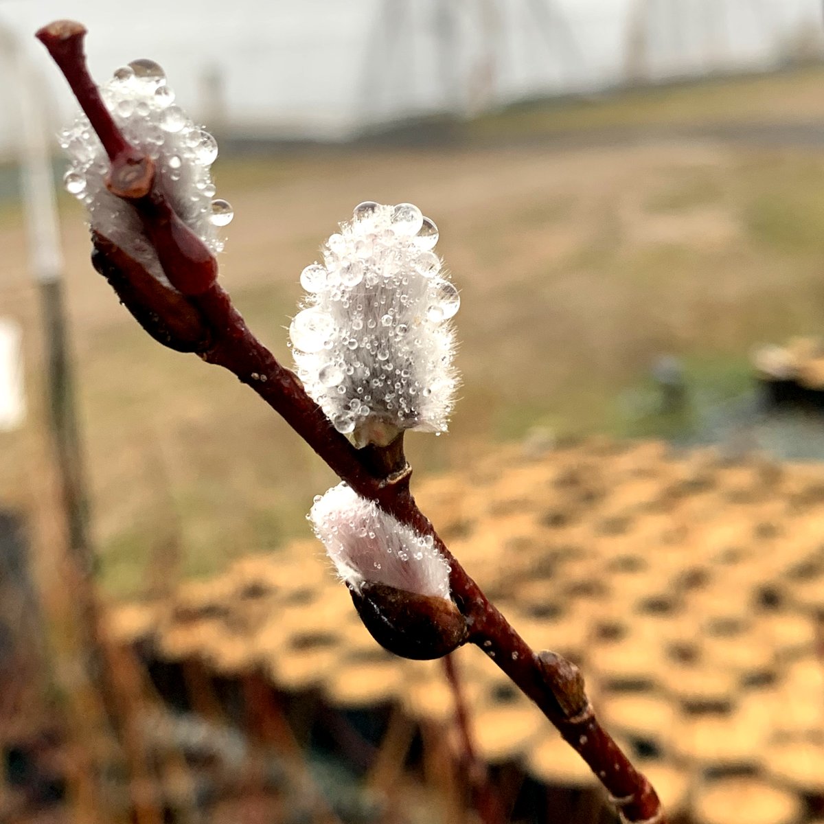 Ecotone, Inc tweet media