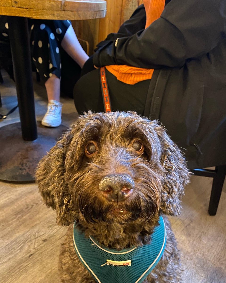 The Falcon, York tweet media