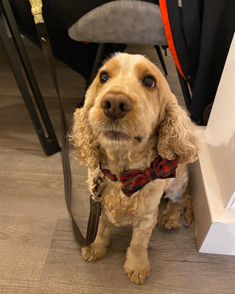 The Falcon, York tweet media