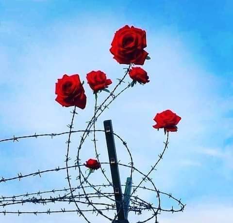 Agueswah's tweet photo. Il n'est de rose qui se laisse cueillir sans que ses épines ne fassent saigner les doigts...

                   Khalil Gibran https://t.co/3J1amE9g3k