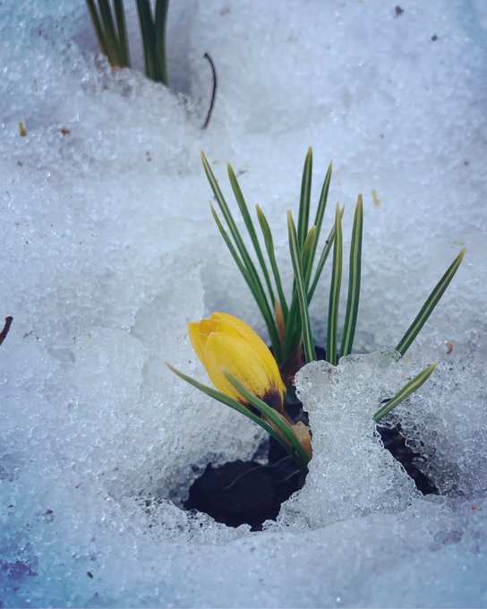Signs of Spring! 😁 https://t.co/vvdGUox5AN