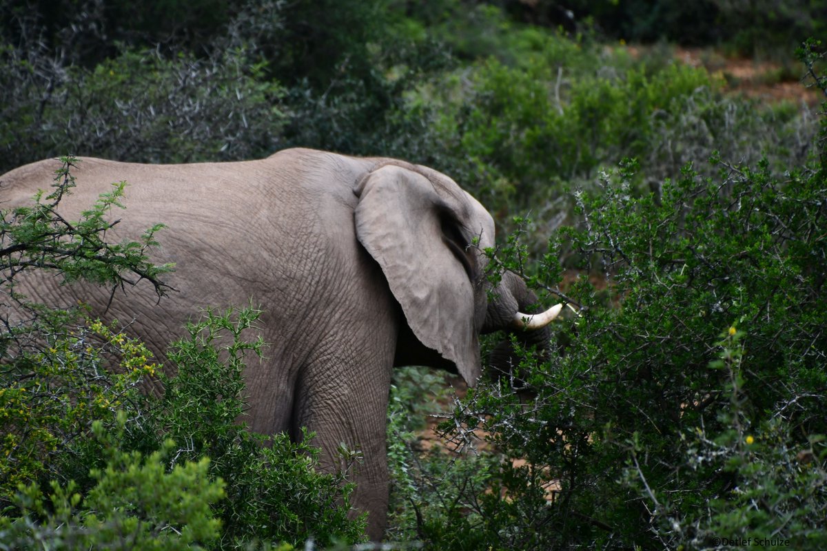 Detlef Schulze (@planspott) on Twitter photo #Safari in the #Addo #Elephant #NationalPark near #Port #Elizabeth in #South #Africa #Elephants in the wild 25.02.23 Part1
<a href="/Addo_Elephant/">Addo Elephant Safari</a> <a href="/dein_sa/">South African Tourism Central Europe</a> <a href="/WonderTourTrav1/">Wonder Tour & Travel</a> <a href="/WorldTourisms/">🌍Travel Destinations🏝</a> #Safari in the #Addo #Elephant #NationalPark near #Port #Elizabeth in #South #Africa #Elephants in the wild 25.02.23 Part1
<a href="/Addo_Elephant/">Addo Elephant Safari</a> <a href="/dein_sa/">South African Tourism Central Europe</a> <a href="/WonderTourTrav1/">Wonder Tour & Travel</a> <a href="/WorldTourisms/">🌍Travel Destinations🏝</a>