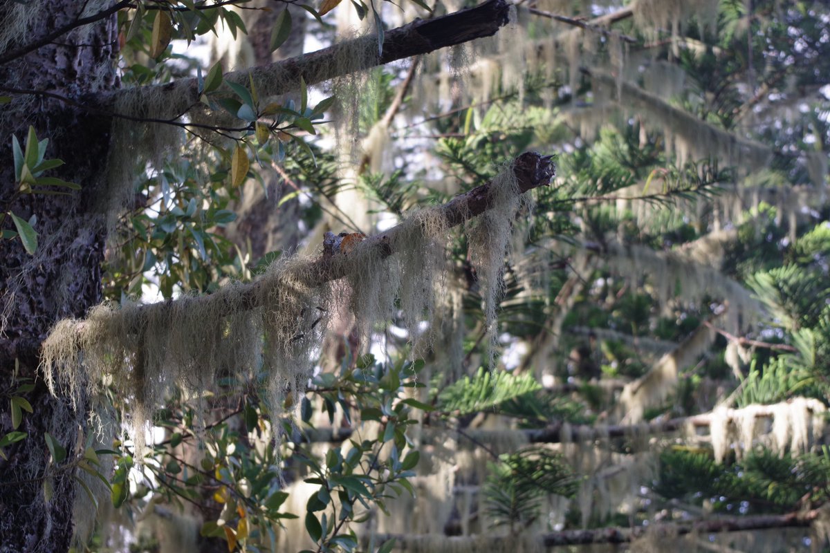 Bundogs's tweet photo. The lichen hanging from the Norfolks is truely amazing and almost at times looks like curtains #norfolkisland #lichen #forestsoflichen https://t.co/HVqGUR4eUR