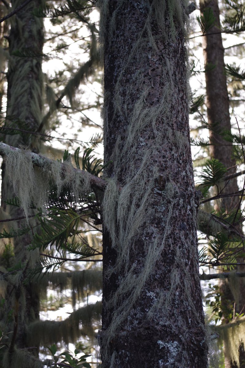 Bundogs's tweet photo. The lichen hanging from the Norfolks is truely amazing and almost at times looks like curtains #norfolkisland #lichen #forestsoflichen https://t.co/HVqGUR4eUR