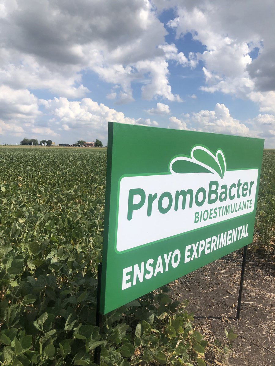 promobacter's tweet photo. Después de un rico encuentro de trabajo en las oficinas de Mercedes, parte de nuestro equipo recorre el ensayo de PromoBacter en @Expoactiva, escuchando la charla técnica de @ggpintos1 #pioneros #bioestimulantes #productonacional https://t.co/flg7gA5ee2
