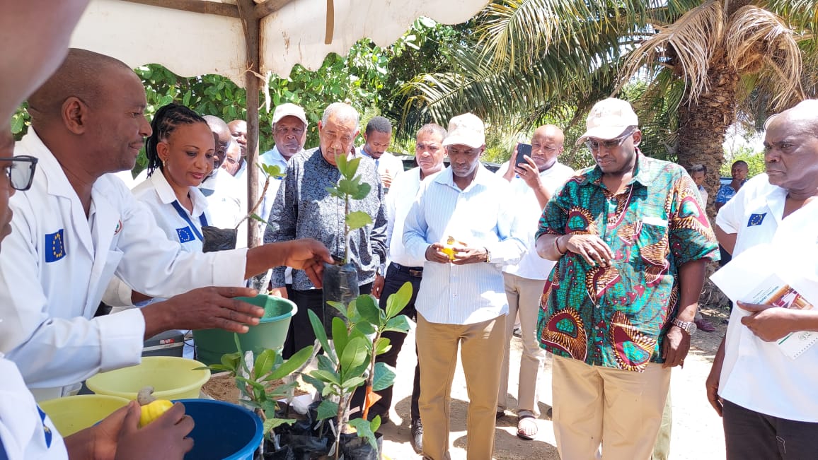 Farmers to benefit from the 4 new cashew varieties developed by KALRO through <a href="/AgriFIcsapp/">AgriFI CS APP</a>. Varieties launched today include KKorosho 81,KKorosho 82, KKorosho 100 &amp; KKorosho 75. The varieties are high yielding &amp; early maturing compared to conventional varieties which took 5 yrs.