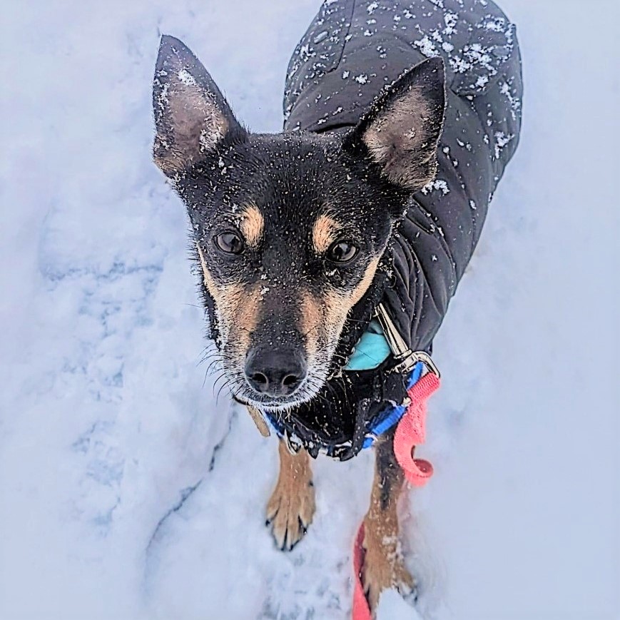 Oakville Humane tweet media