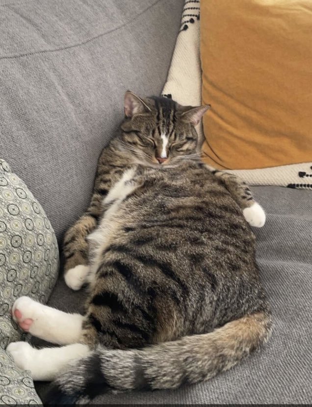 Amazing! This little shithead falls asleep during cleaning, and hits a record number of 26 naps per day. Such an inspiration 🐈