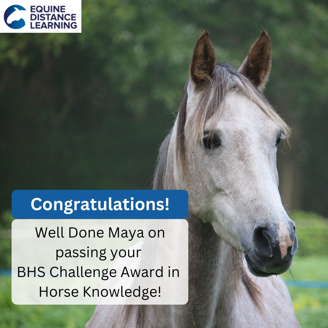equinedl's tweet photo. Congratulations to Maya who has passed her Part One, BHS Challenge Award in Horse Knowledge with us.  Maya completed the course as part of her Duke of Edinburgh Award! #horse #horsecare #equinestrians
https://t.co/BzMlV9WTsU https://t.co/iusbGzLjMI