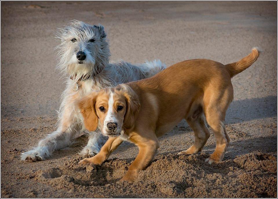 Fun beach memories for #ThrowbackThursday with <a href="/HenryofNland/">Henry the crowd-pleaser</a> 
#beachday