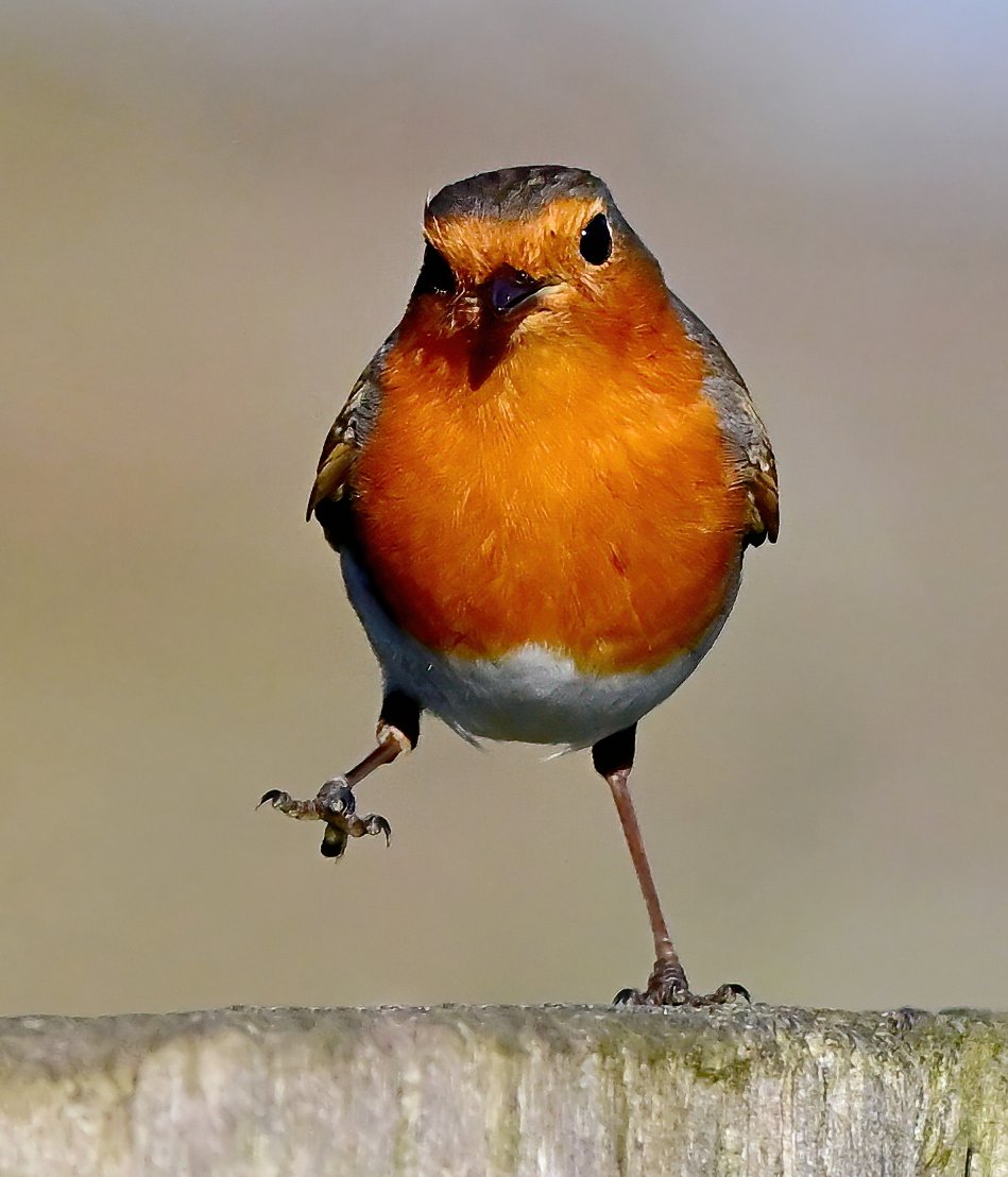 Roger the Robin on his way to meet <a href="/JohnCleese/">John Cleese</a> at Ministry of Silly Walks....