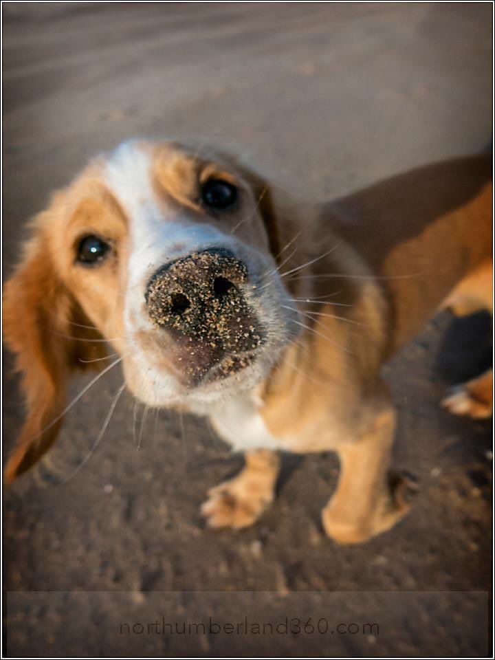 A sandy nose day is a good day… 🐶❤️🏖 
#beach #fun #dogsoftwitter #dogs