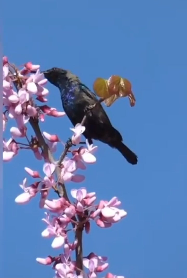 El pájaro en la rama también es un fruto.

-Rafael  Lechowski..🍂