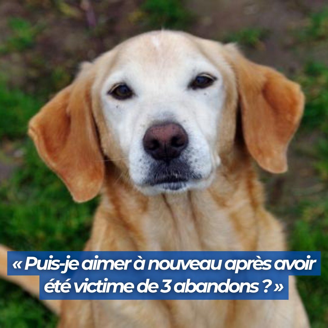 FBB_Officiel's tweet photo. 🔵 #SOSAdoption
Je suis Chamallow, 10 ans, j'ai été abandonné 3 fois pour de mauvaises raisons. J'ai vécu un véritable ascenseur émotionnel, et pourtant je suis un #chien très affectueux, gentil qui ne demande qu'à être aimé pour la vie. https://t.co/IPx2haSW6j