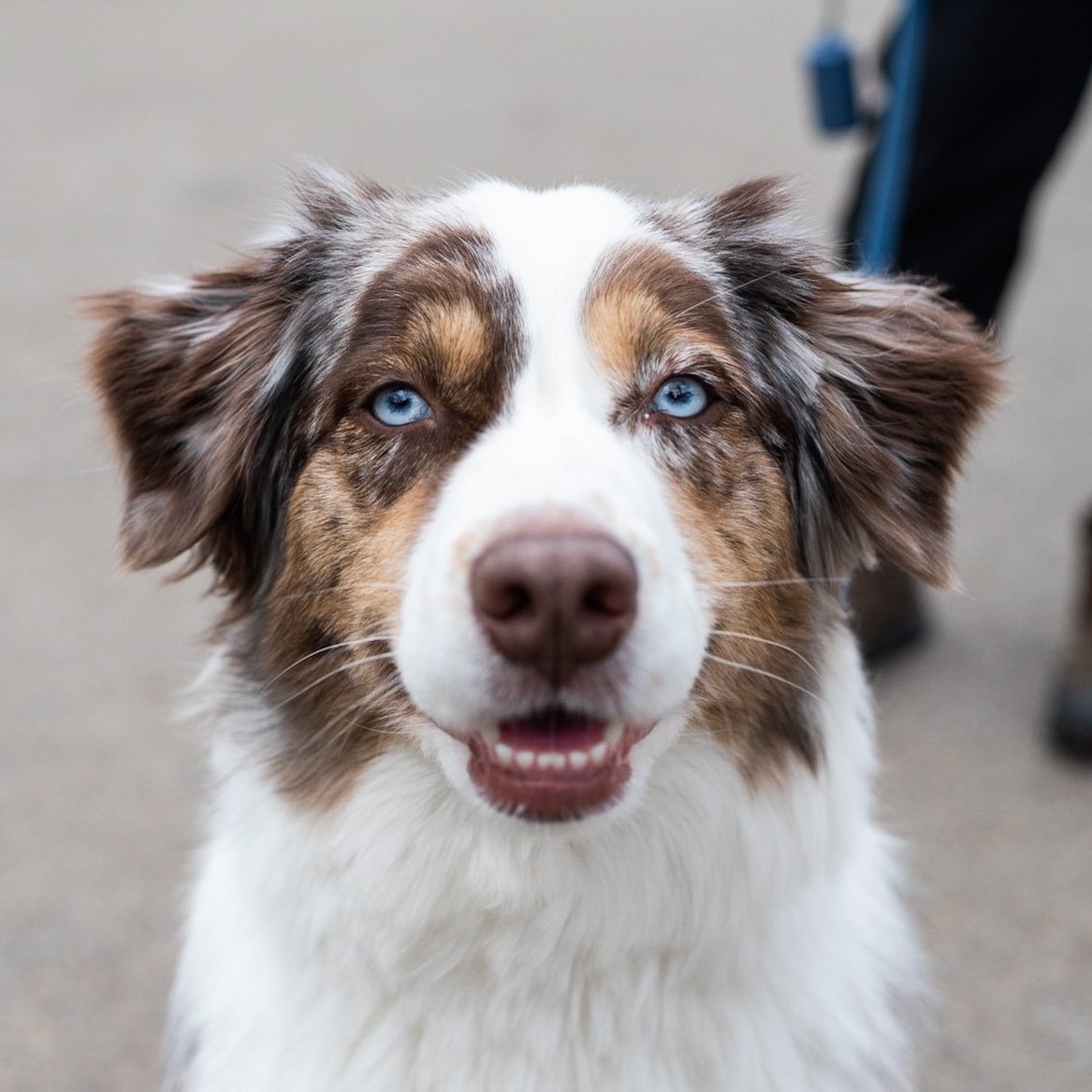 thedogist's tweet image. Goose, Australian Shepherd (2 y/o), Fort Greene Park, Brooklyn, NY • “She barks in her sleep – we call her ‘Underwater Goose’. If the door opens she’ll just immediately grab a toy and wait by the door. Like, it’s just a package… but what if they come in?!”
