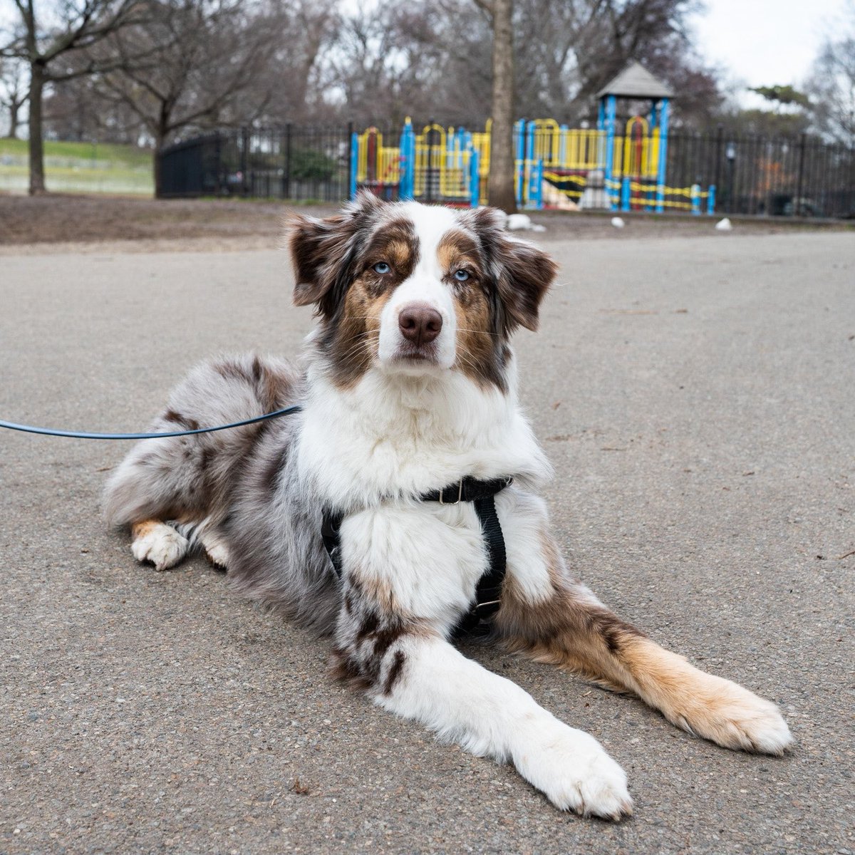 thedogist's tweet image. Goose, Australian Shepherd (2 y/o), Fort Greene Park, Brooklyn, NY • “She barks in her sleep – we call her ‘Underwater Goose’. If the door opens she’ll just immediately grab a toy and wait by the door. Like, it’s just a package… but what if they come in?!”