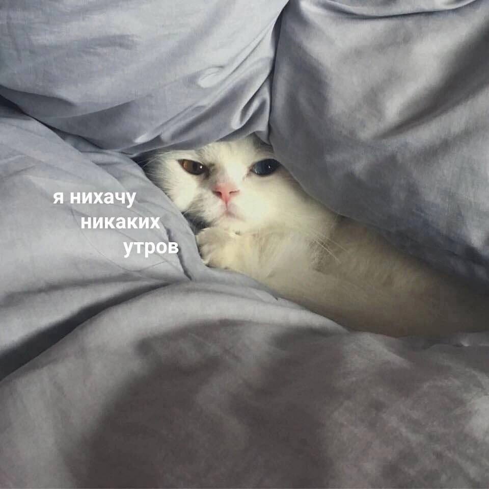 RussianMemesLtd's tweet photo. I don't want any mornings https://t.co/7vuvgrtOQw