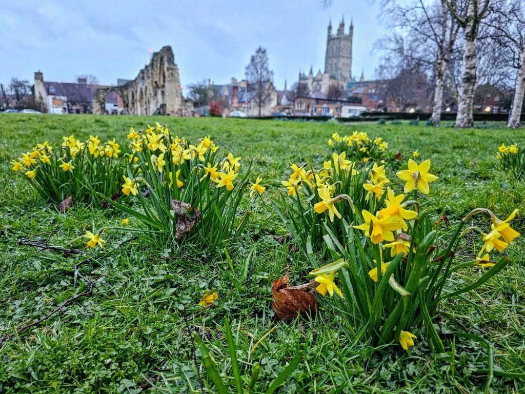 PoetNeininger's tweet photo. Daffodils by St. Oswalds Priory and Gloucester Cathedral.

#Gloucester #Poet https://t.co/e7qP32G4xX https://t.co/qHR5OpeaL8 https://t.co/qbzVhPUa2w