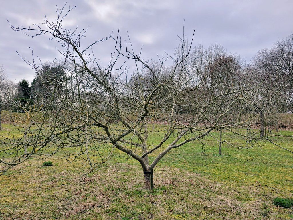 WdBNatuurlijk's tweet photo. Mooie appelstruik op (matig) sterke onderstam met breed open vaasmodel. Goede bereikbaarheid, rijke oogsten en weinig ziektes. Zou wat mij betreft prima voor extensieve biofruitproductie door kunnen! 
#snoeikunst #fruitbomen #snoeien #duurzaamheid https://t.co/oFUVwfO2Ov