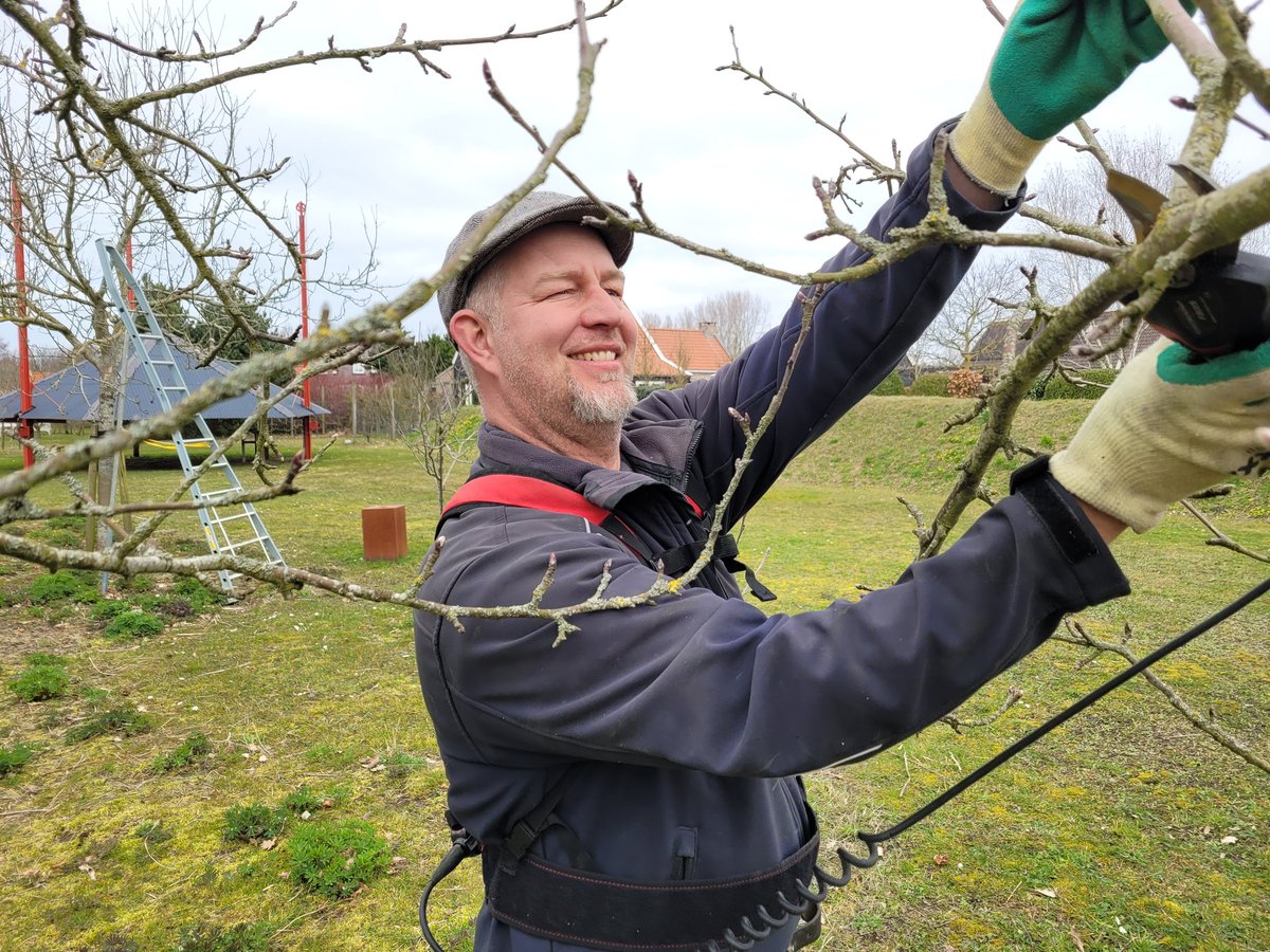 WdBNatuurlijk's tweet photo. Mooie appelstruik op (matig) sterke onderstam met breed open vaasmodel. Goede bereikbaarheid, rijke oogsten en weinig ziektes. Zou wat mij betreft prima voor extensieve biofruitproductie door kunnen! 
#snoeikunst #fruitbomen #snoeien #duurzaamheid https://t.co/oFUVwfO2Ov