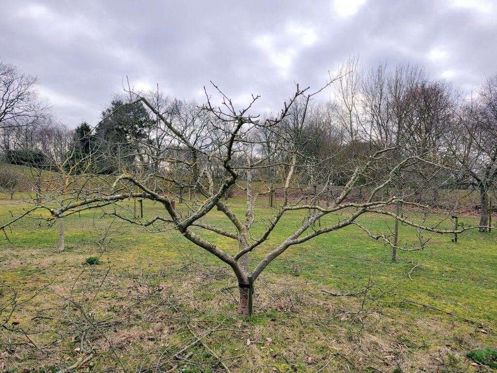 Mooie appelstruik op (matig) sterke onderstam met breed open vaasmodel. Goede bereikbaarheid, rijke oogsten en weinig ziektes. Zou wat mij betreft prima voor extensieve biofruitproductie door kunnen! 
#snoeikunst #fruitbomen #snoeien #duurzaamheid