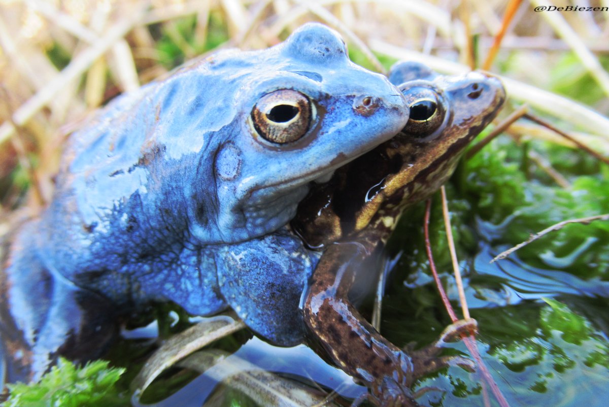 Deze prachtige blauwe #heikikkers zijn voor al diegenen die op <a href="/WNAaenMaas/">Water Natuurlijk Aa en Maas</a> hebben gestemd 💧Want ook voor deze prachtige amfibieën is #herstelsponswerkinglandschap van levensbelang. 
Bedankt!! voor jullie natuurlijke stem in het belang van de toekomst voor natuur én mens 💙🐸💧
