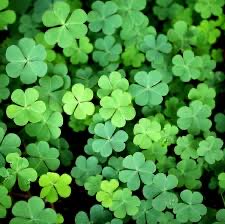 St. Patrick, bring rich blessings of health and happiness to us all…