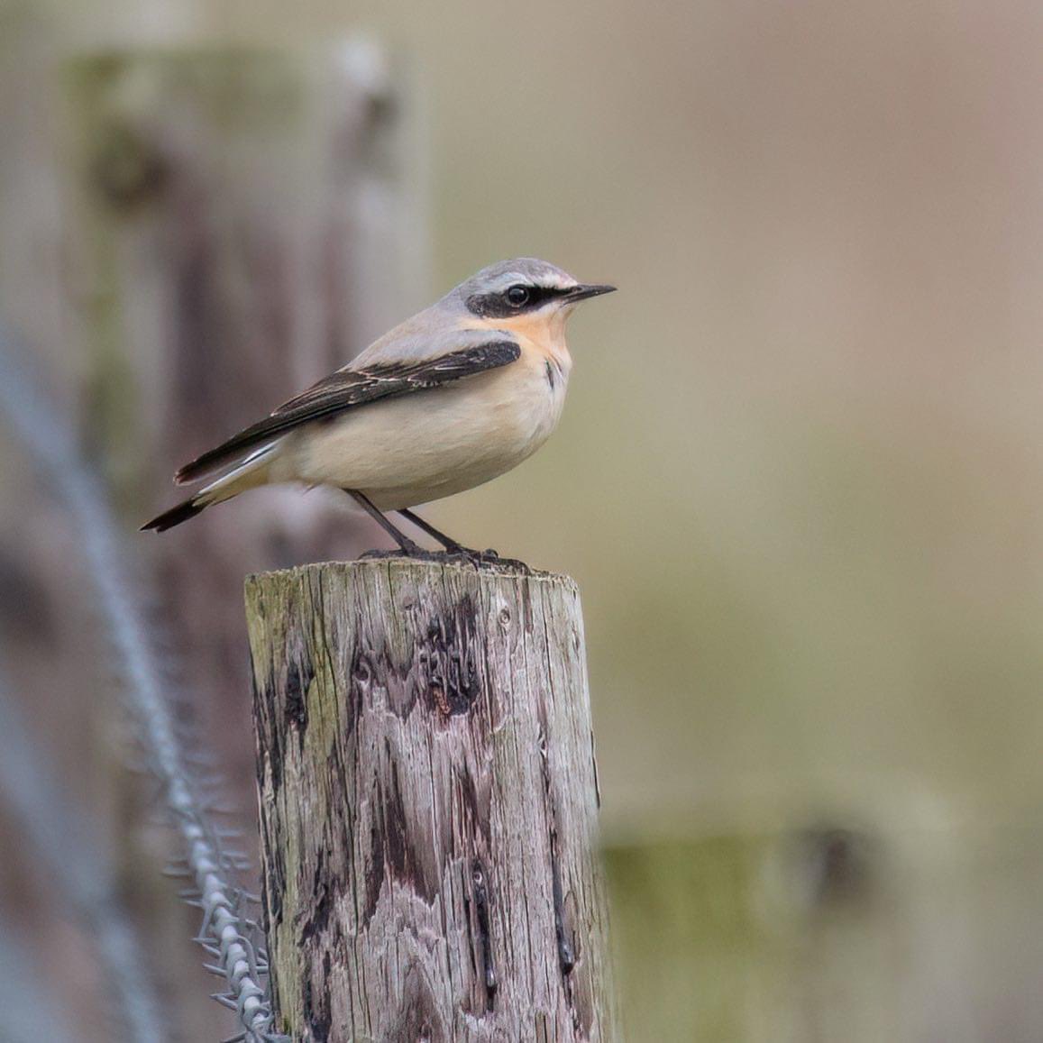 Good to see the Spring migration is underway. Four Wheatear on the Downs this morning. Cracking birds. 
#wiltsbirds @BTO_Wilts @WiltsBirdClub