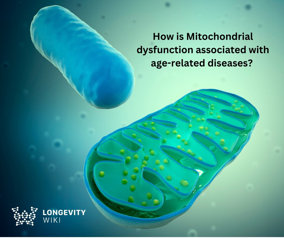 Mitochondrial dysfunction, and especially dysfunction of mitochondrial dynamics, is considered a hallmark of aging and has been implicated in many age-related diseases. Learn about mitochondrial dynamics in aging at: en.longevitywiki.org/wiki/Mitochond… #longevity #aging #lifespan