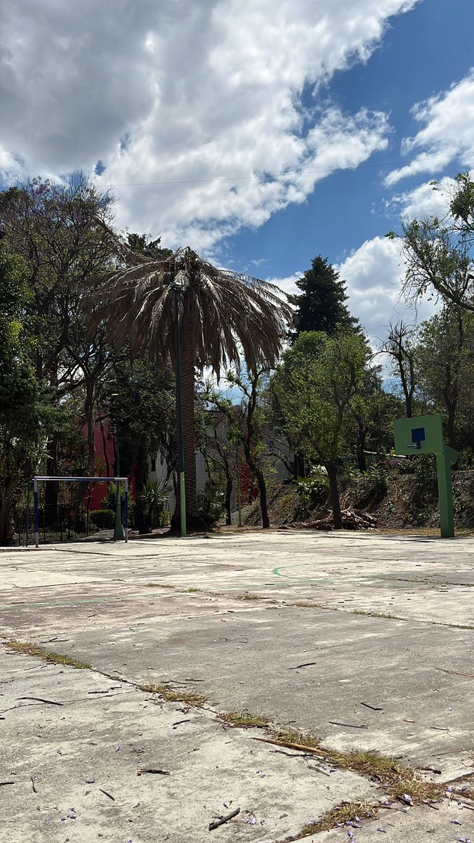 kdekaren_'s tweet photo. Por favor nos pueden ayudar a cortar esta palmera, está totalmente seca, probablemente muerta, con los aires que ha habido se han caído muchas palmas y es peligroso, gracias explanada f28 y f29 @RecupPlateros @U_PLATEROS @AlcaldiaAO @SEMARNAT_mx @lialimon https://t.co/M6cLLivkNf