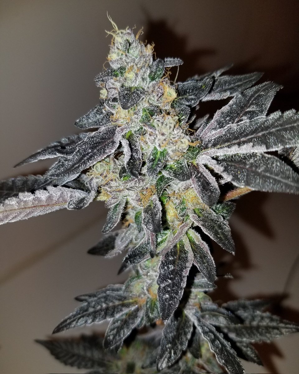 Rawdirect_'s tweet photo. I just loaded https://t.co/irSaZkXwtX with a bunch of new clones and Slip options! Like this sunset sherb π
π¨ Be sure to check it out! Always lab tested clean for viruses!
#rawgenetics #secretselections #sunsetsherb https://t.co/Aulruseayh