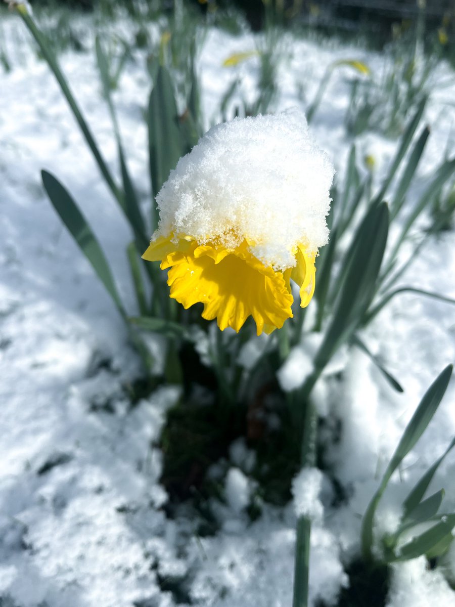 LifeinPhotosJen's tweet photo. From last week - a Daffodil amongst the snow in @stanleypark_liv 🌼 ❄️ 📸
#Photography #Photo #Liverpool #LifeInPhotos #JenMercer #Camera #Canon #LiverpoolPhotography #Nature #Snow #LiverpoolSnow #Flowers #Daffodil #March #StanleyPark #LiverpoolParks https://t.co/IA7qKV0ANO