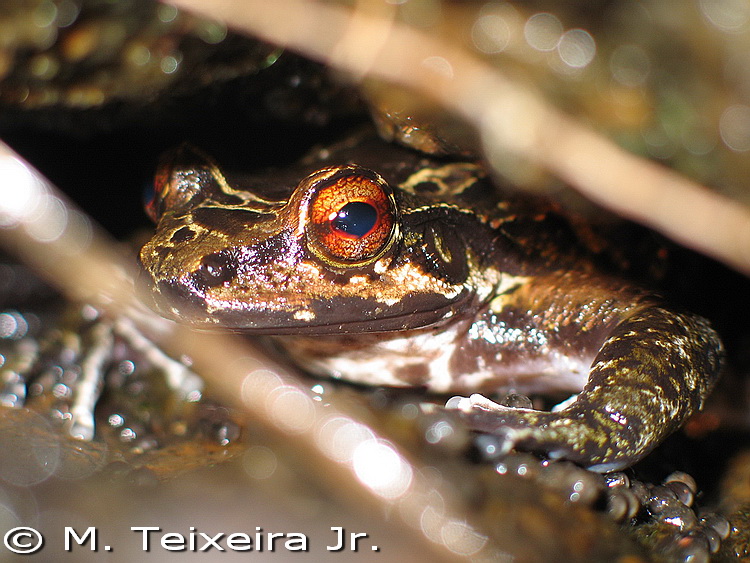 Brazil is a hotspot for amphibian diversity and decline.

Some species are recovering but very slowly.

Using past research and museum collections Toledo et al. (2023) documented the recent decline and recovery across species. 

amphibiaweb.org