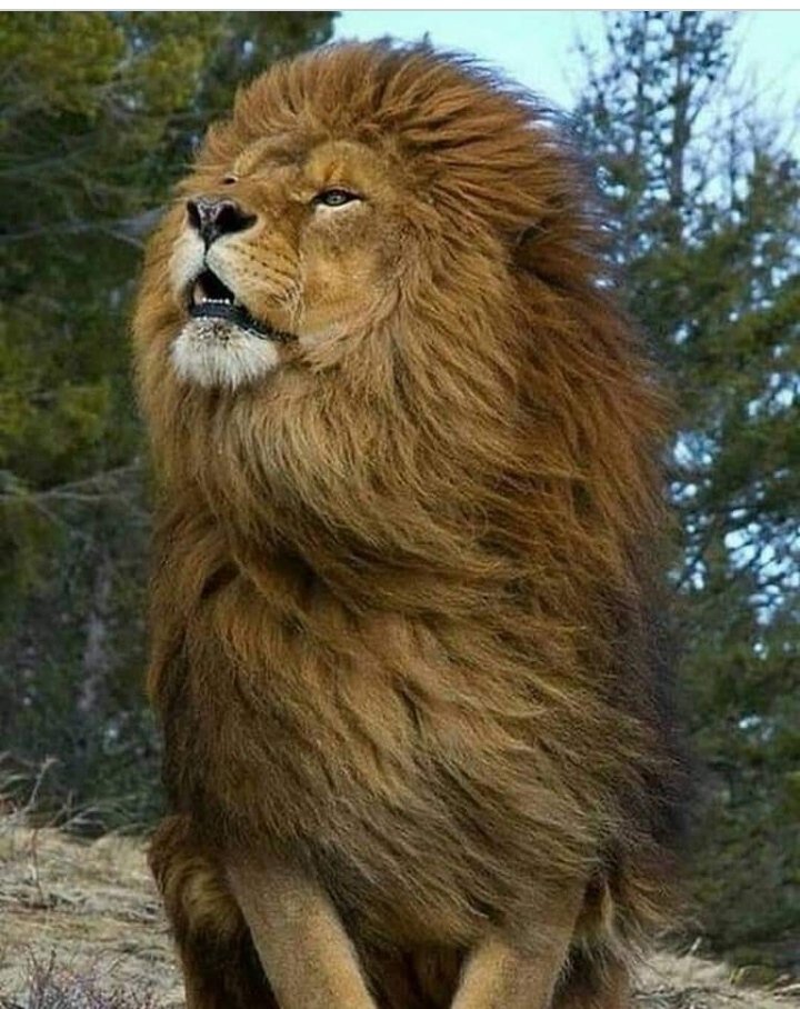 walidaltop's tweet photo. قسورة فى الحق  شجاع  ضرغام
صارم  باسل غضنفر  وحامى  همام
صعب ورهيب فارس يا ابو الاشبال
سعات راهب وراصد وسعات عبوس هجام https://t.co/Ffnk1MWKEv