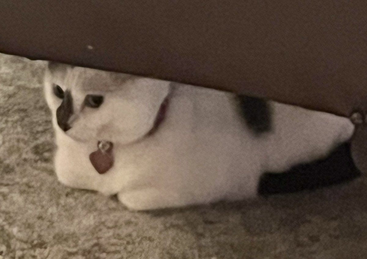 Me hiding?  No I’m just checking things out before moving!  #Cat #CatsOfTwitter #thursdaymood #hidingplace 😸💤😸