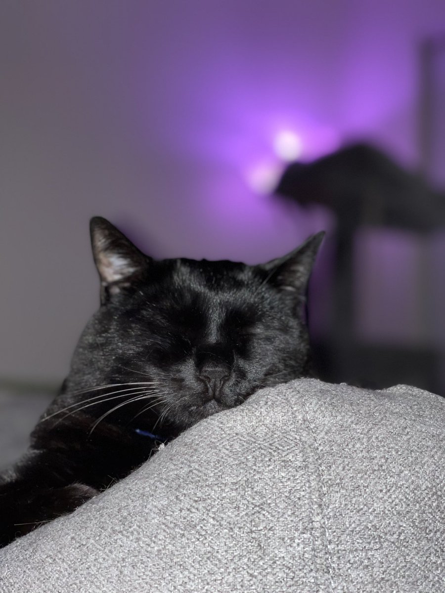 GuvNuhh's tweet photo. Bear says “I heard my father is going to be streaming Sekiro on Twitch today at 4:30 pm pacific time. He better keep it down so I can sleep” https://t.co/QlyvZ98QmU