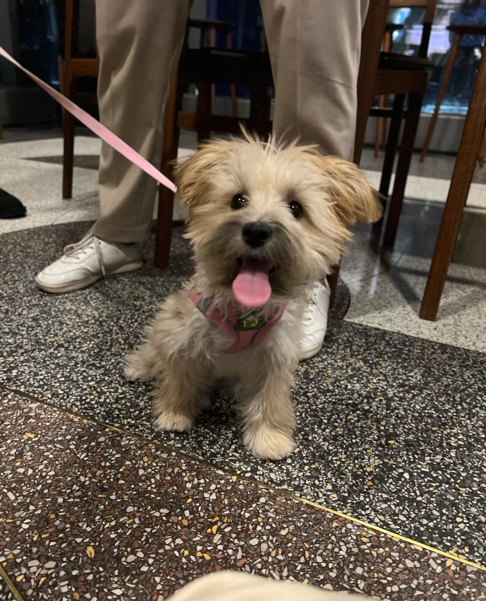 BiscuitsandBath's tweet photo. Last week we held a little get together at @theeugene to celebrate our newest location opening exclusively for residents of the building. So many adorable faces. ⁠
⁠
How cool is it to have a full service dog care provider in your building? https://t.co/NfNx36f5W7