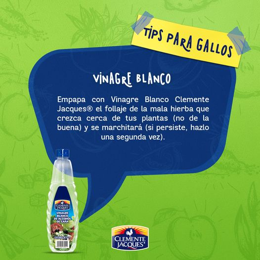 CANAINCA's tweet photo. La acidez del vinagre blanco ayuda a regular el pH de la tierra de las plantas, es antiséptico, por lo que trata y previene algunas plagas y enfermedades.
#ClementeJacques
#Sabormex https://t.co/dw9EvfkCLg