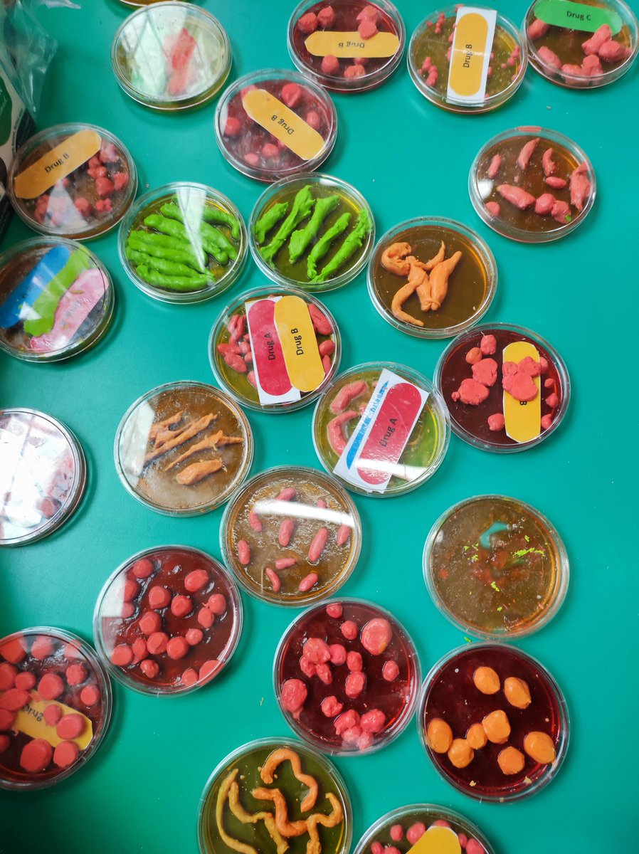 antonia_molloy's tweet photo. Outreach today with Year 4. My favourite question of the day "Is area 51 real?" We made some #cocci #bacilli and  #spirillum on jelly plates! #ScienceWeek #microbiology https://t.co/hwzRC62IwN