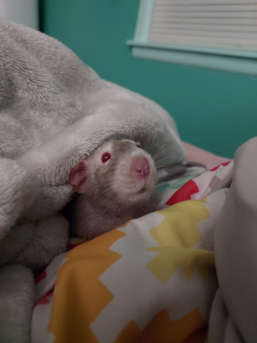 FancyTheSpider's tweet photo. Tillyyyyyyy so eepy
#rat #rats #petrat #petrats #ratsoftwitter #ratsontwitter #pet #pets #cuteanimals #petsoftwittwr #cutepets #petsontwitter #animalsontwitter #animalsoftwitter https://t.co/iHaKYfKWUy