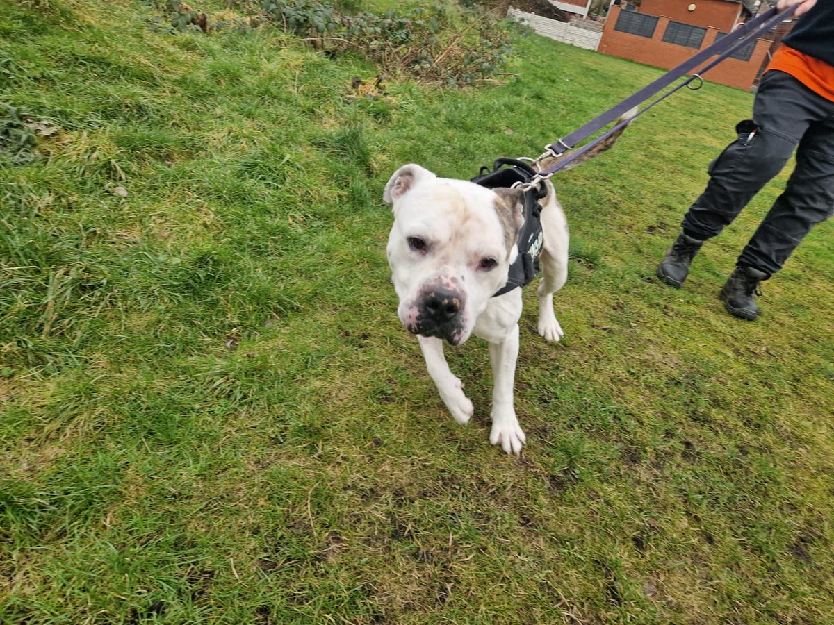 Animal Adoptions UK 🐕‍🦺🐈🐎❤️ tweet media