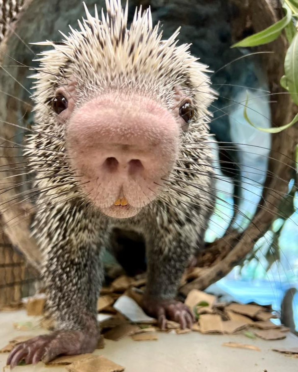 Minovsky on Twitter "RT CincinnatiZoo Everyone's favorite porcupine Rico! Like many
