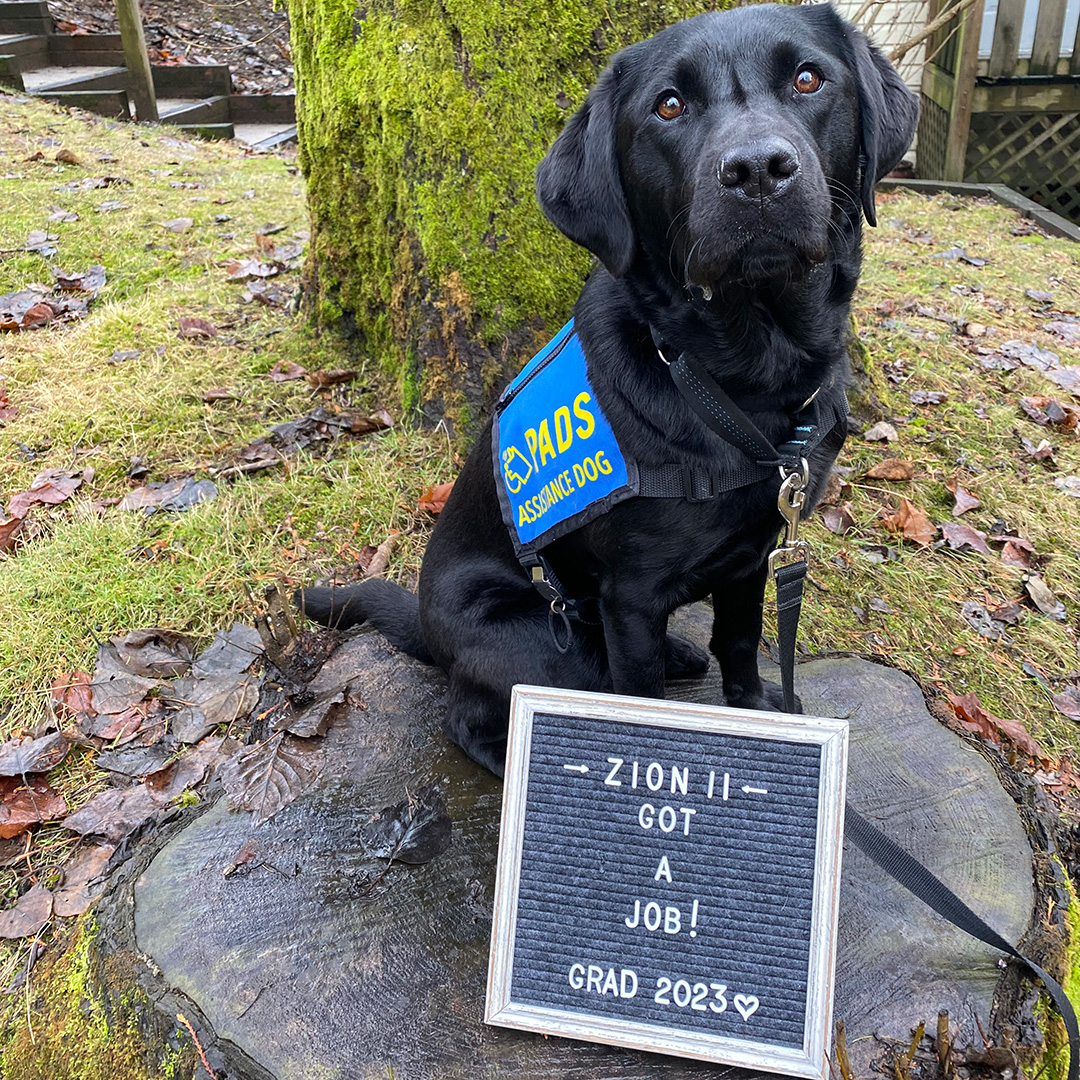 PADSdogs's tweet photo. The zesty Zion II got a job! She passed her pre-placement testing and has been matched with a client. Congratulations to PADS Zion II and her amazing village for their time, heart &amp; commitment! 
#LifeInTheBlueVest #DogsWithJobs #PADSDogs https://t.co/UBB5ajG1tW