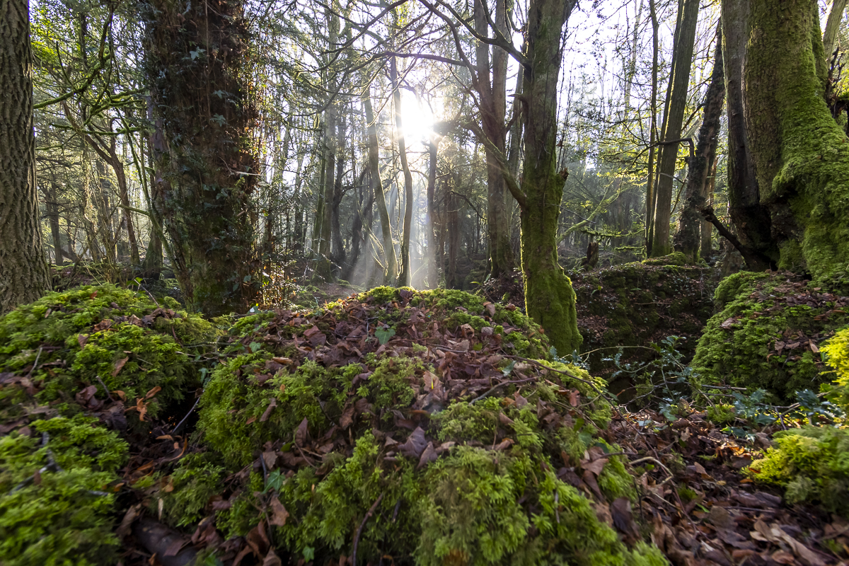 Did you know Puzzlewood is a temperate rainforest, now one of the rarest habitats in the world? It's unique terrain of scowles almost certainly shielded it from farming, helping preserve this ecological gem. Read more bit.ly/403eGAI

#temperaterainforest #nature #deanwye