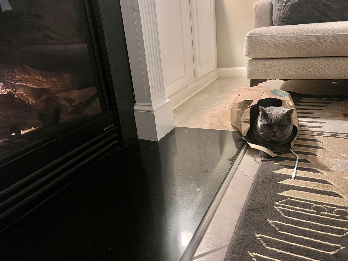 _SarahEsther's tweet photo. @KarenKilgariff Meanwhile, my cat asked me to turn the fireplace on for him. Ignore the straw, it’s his favorite toy. https://t.co/unneu4yQYq