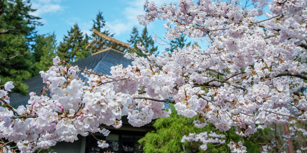 Flowers are officially blooming in #yvr, which means cherry blossom season is upon us! 🌸 

Here are our favourite locations around Vancouver to enjoy this year's blooms: bit.ly/3yH3mij