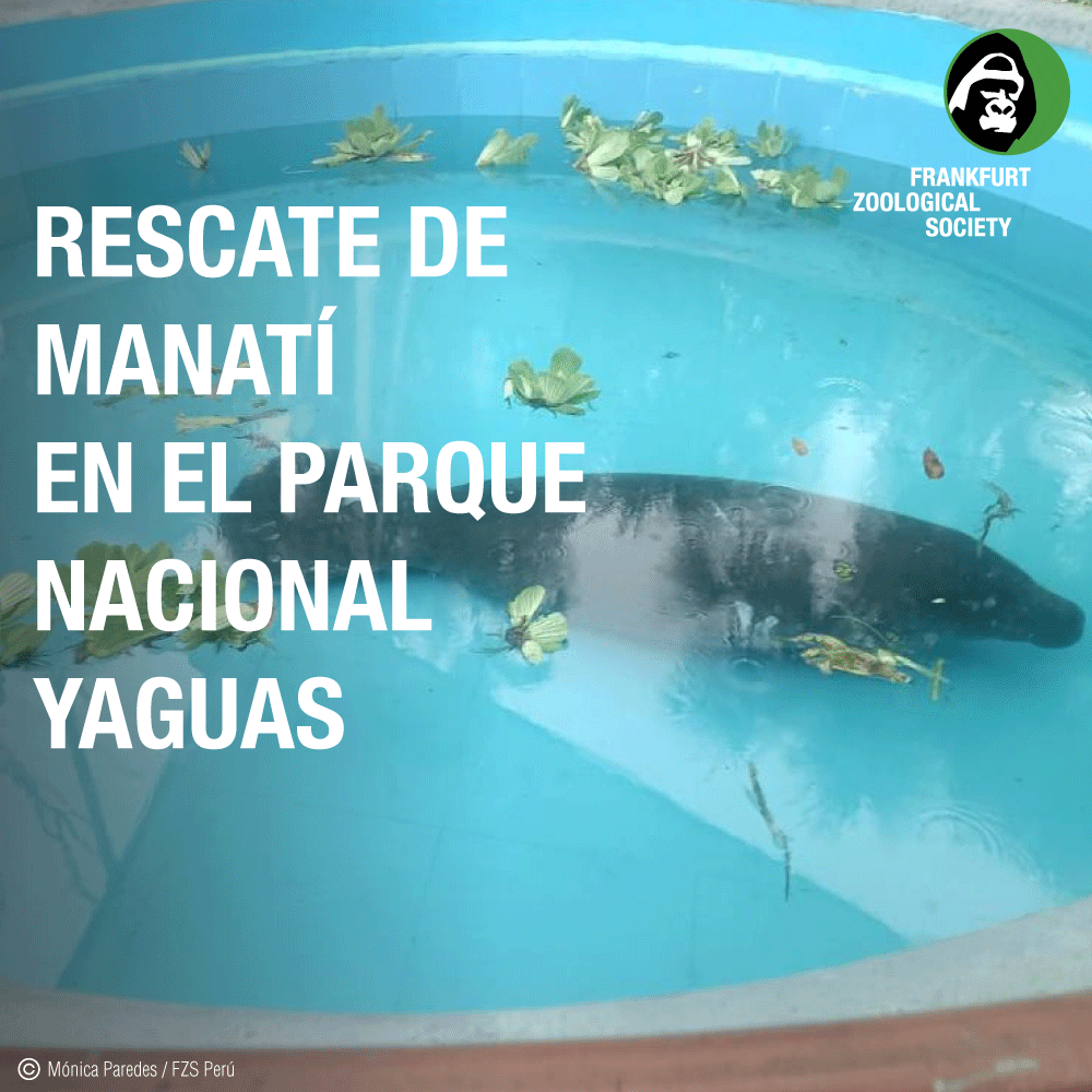 fzsperu's tweet photo. ¡Al rescate! 💪🏼 Junto a @Sernanp, @dwa_crea, #DIREPRO y la comunidad de Remanso (Loreto) sumamos esfuerzos para rescatar a un manatí enmallado accidentalmente en las redes de un pescador en el #ParqueNacionalYaguas. (1/6) https://t.co/oO1WaXeBWH