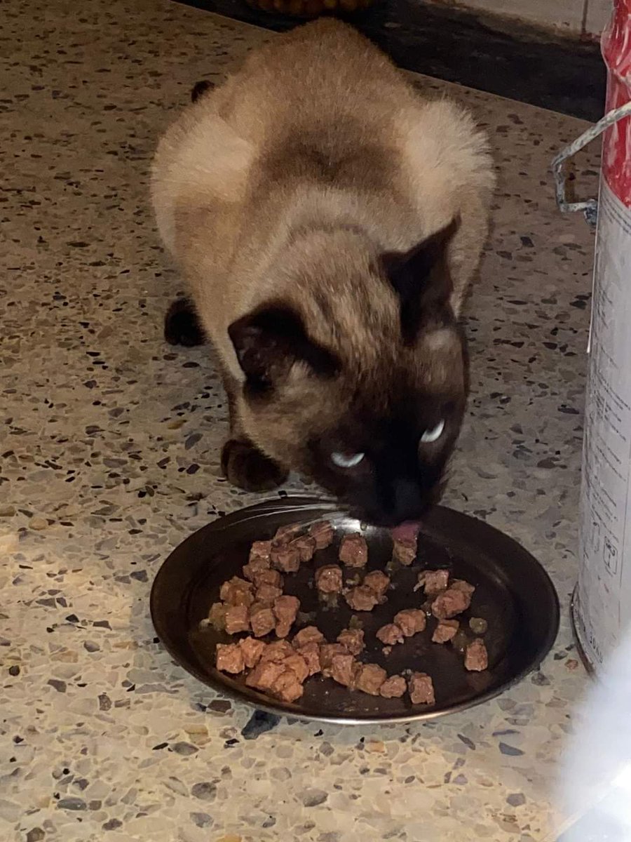 cat lover on Twitter "Homeless cats need humans for safety, they